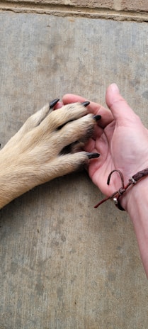 A human hand gently holding the paw of a dog, both resting on a textured concrete surface. The human wears a simple leather bracelet.
