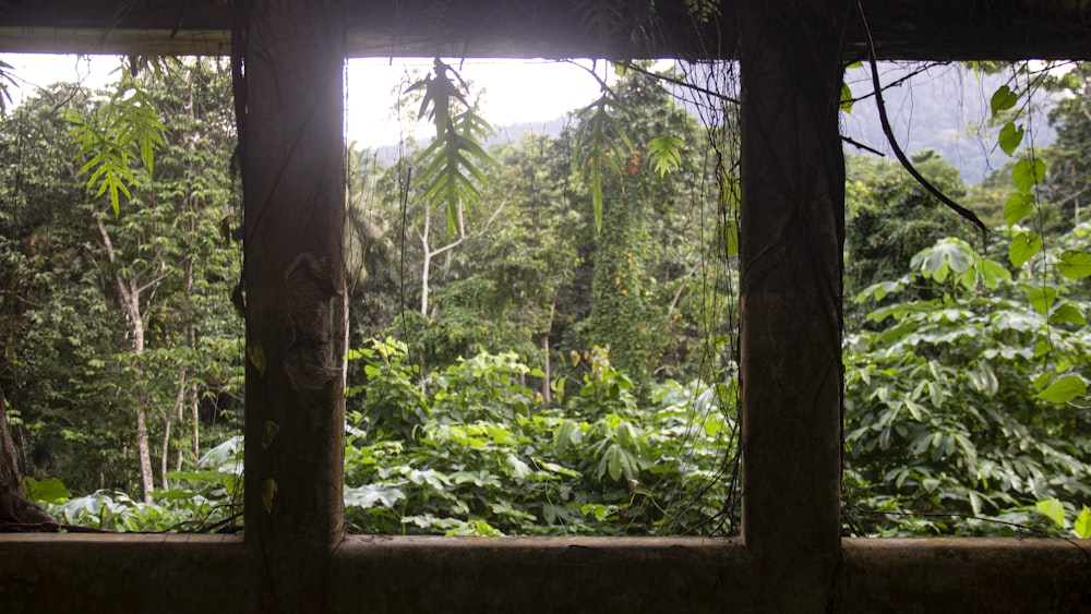 a view out a window of a tropical forest