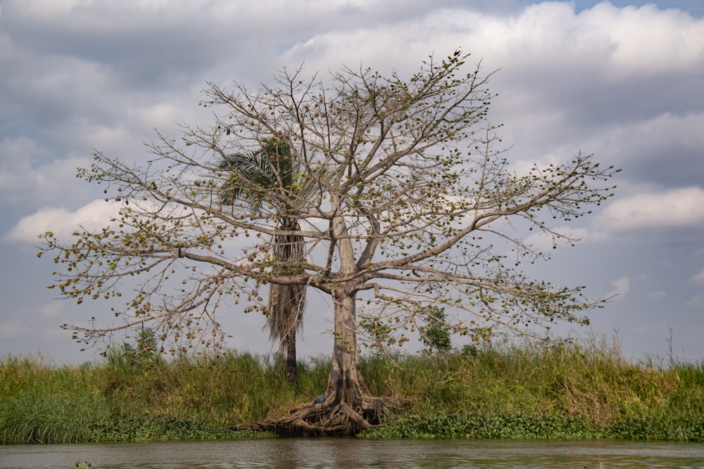 a large tree sitting in the middle of a body of water