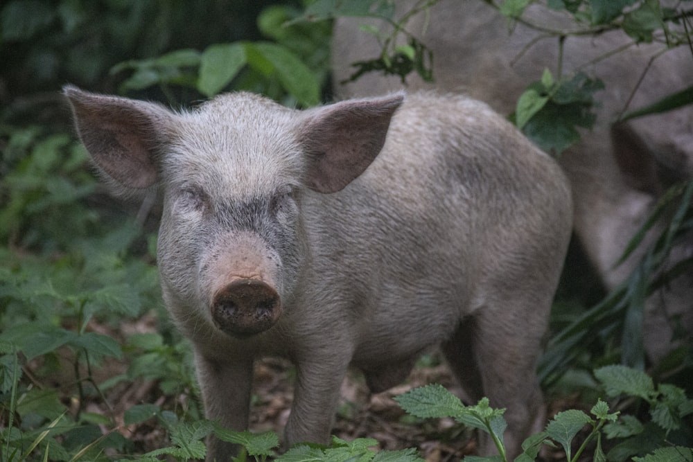a small pig standing in the middle of a forest