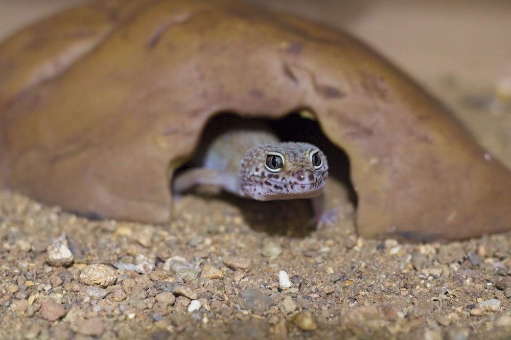 a small lizard peeking out of a cave