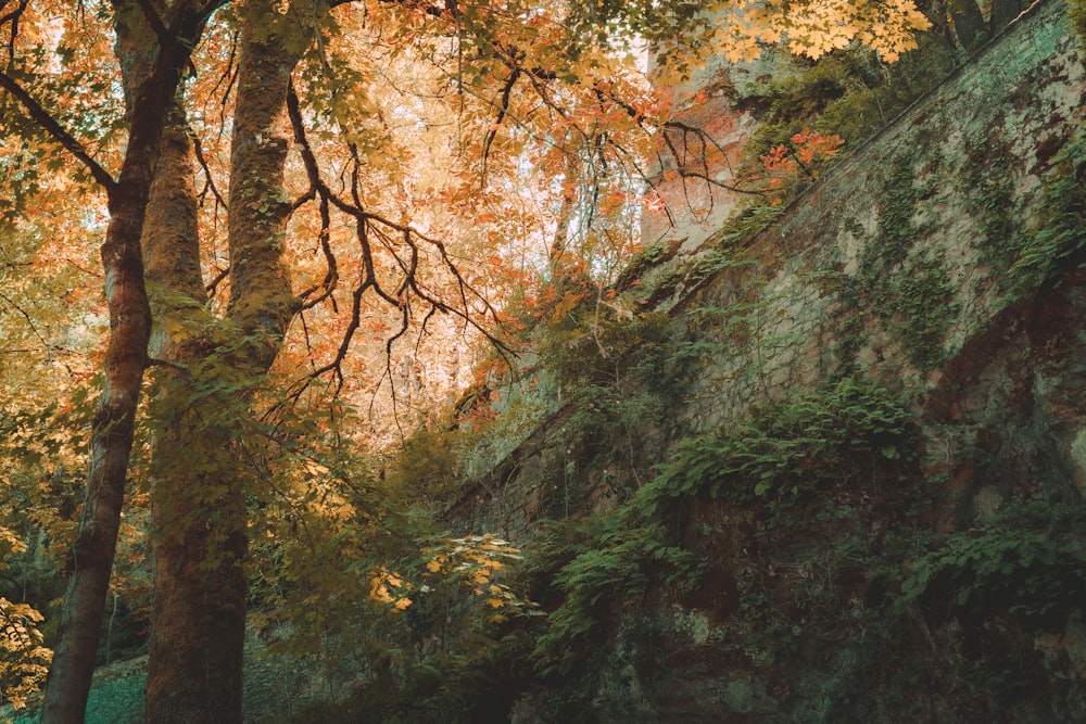 a forest filled with lots of trees covered in leaves