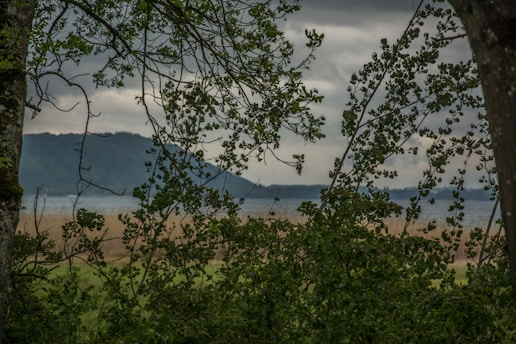 A serene green landscape representing mindful growth.