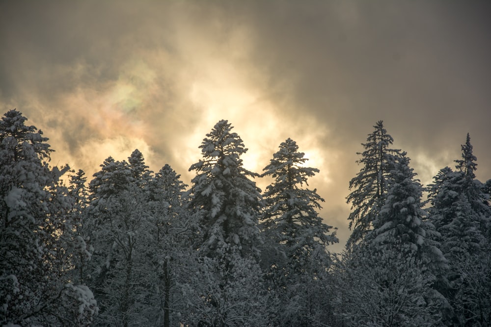 a group of trees covered in snow under a cloudy sky