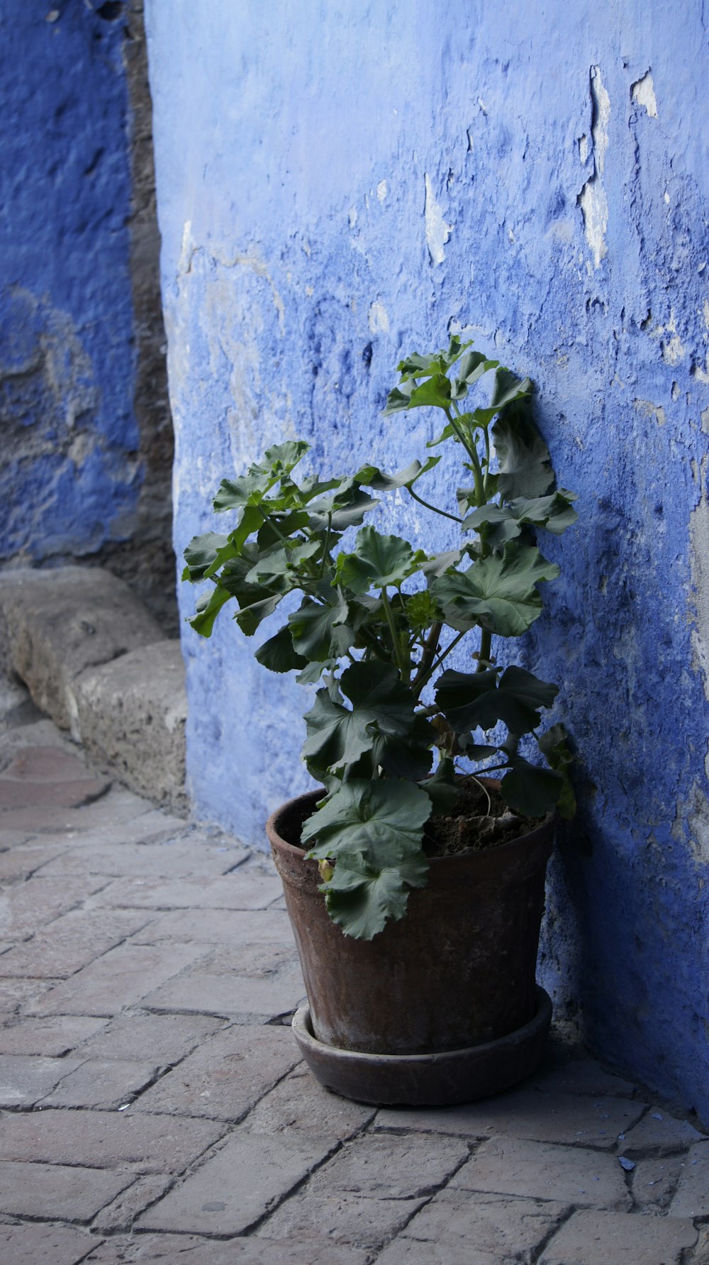 a potted plant on the ground next to a blue wall