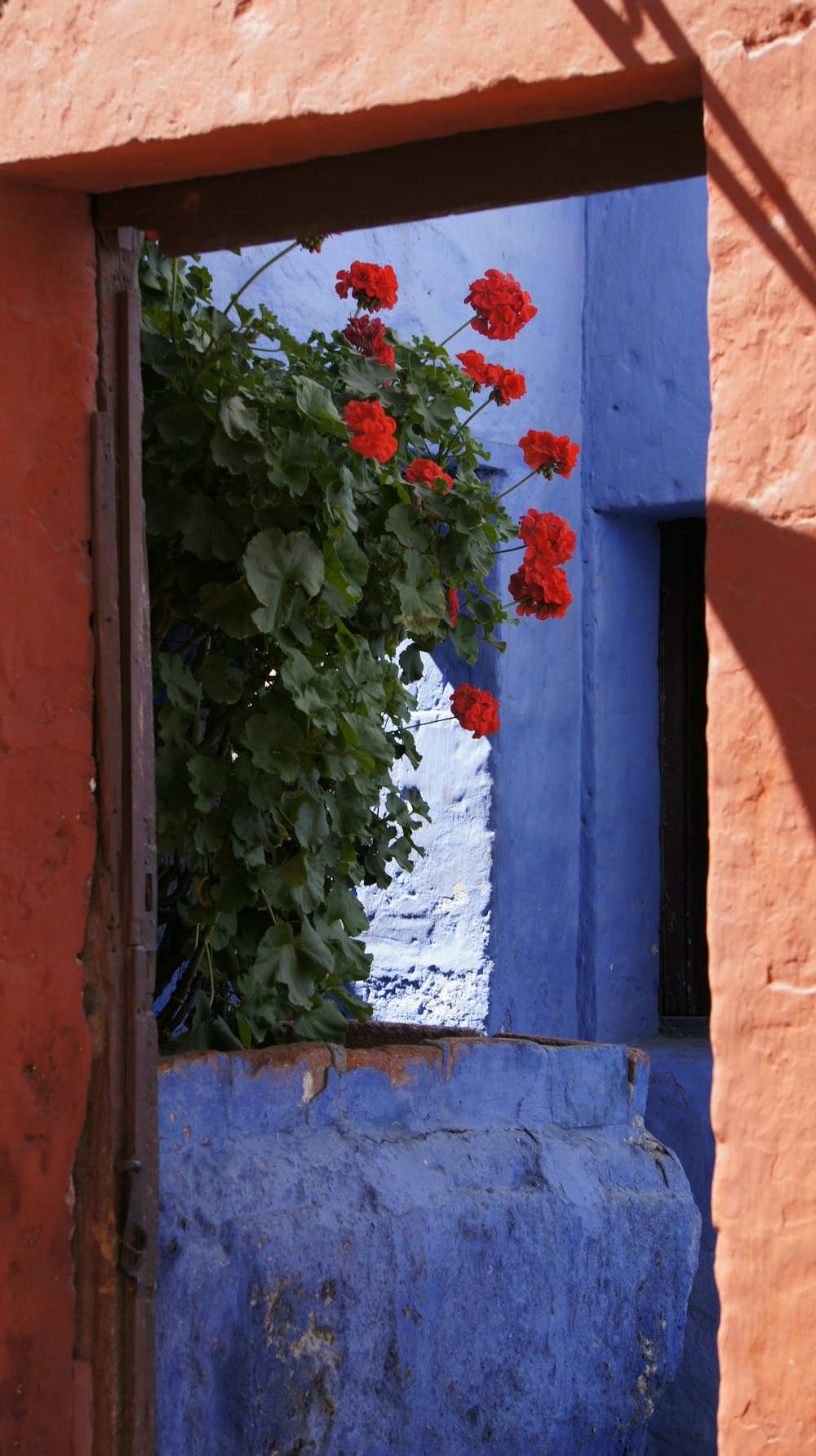 red flowers are growing out of a blue window