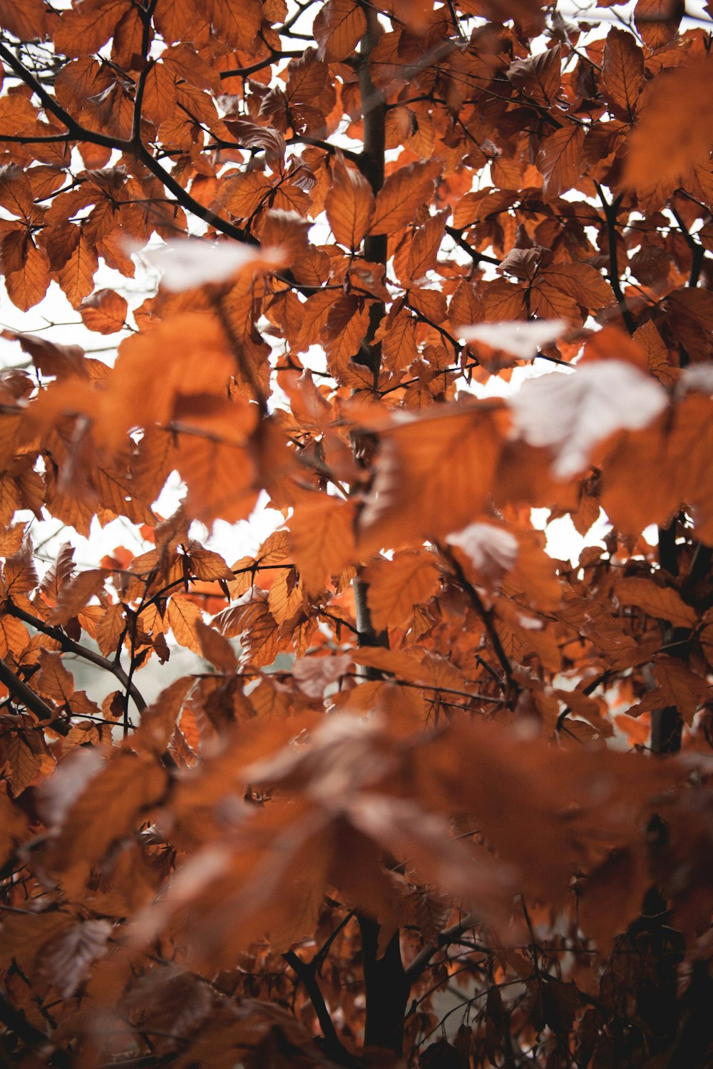 un árbol rojo con muchas hojas