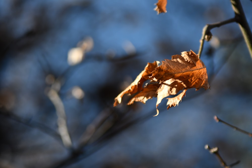 a leaf that has fallen from a tree