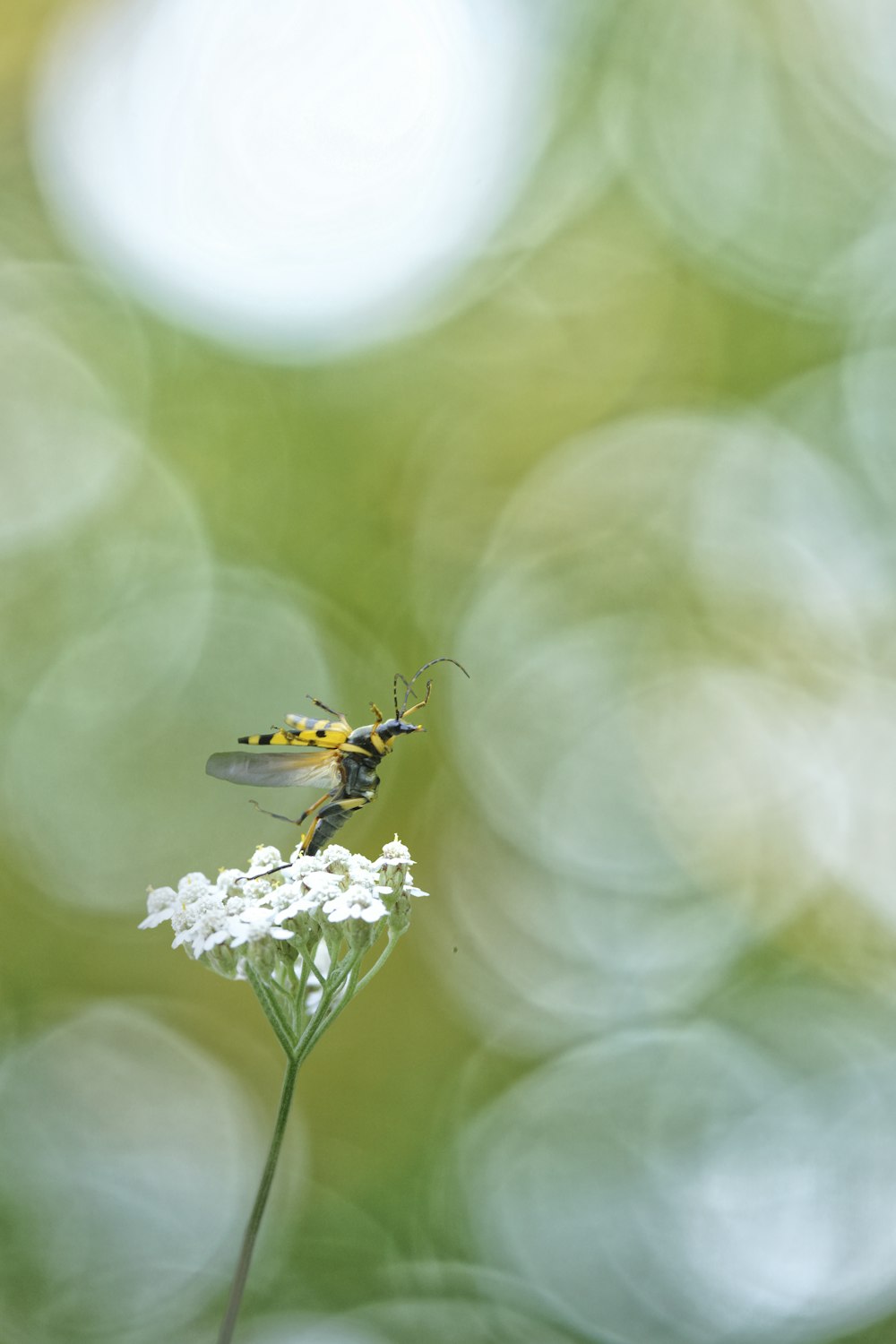 a yellow and black insect sitting on top of a white flower