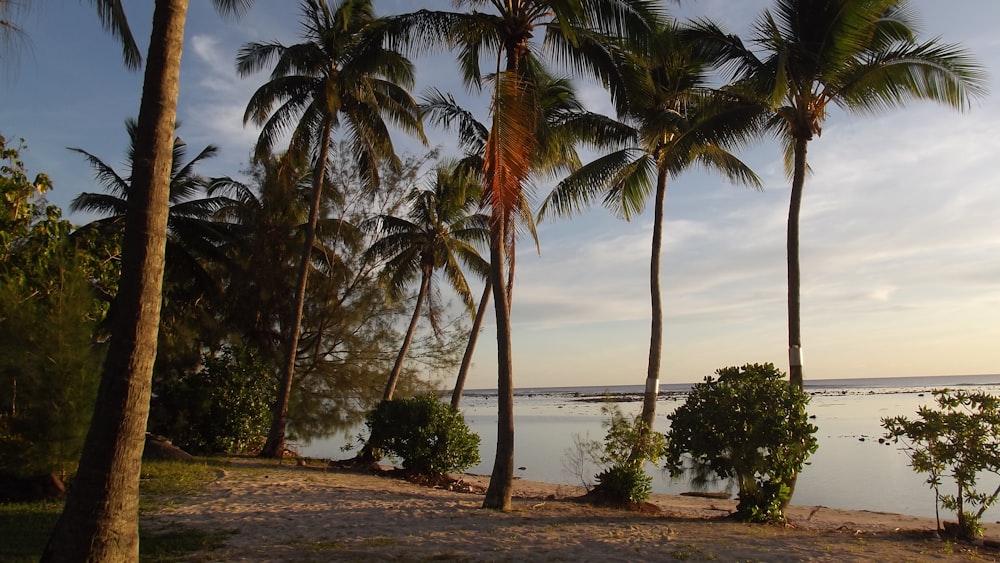 a beach with palm trees and a body of water