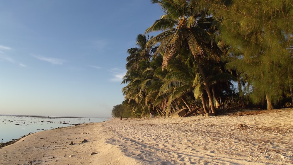 a sandy beach with palm trees and a body of water