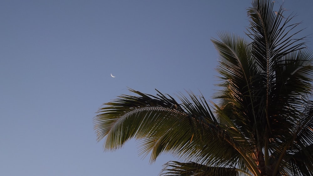 a palm tree with a half moon in the sky