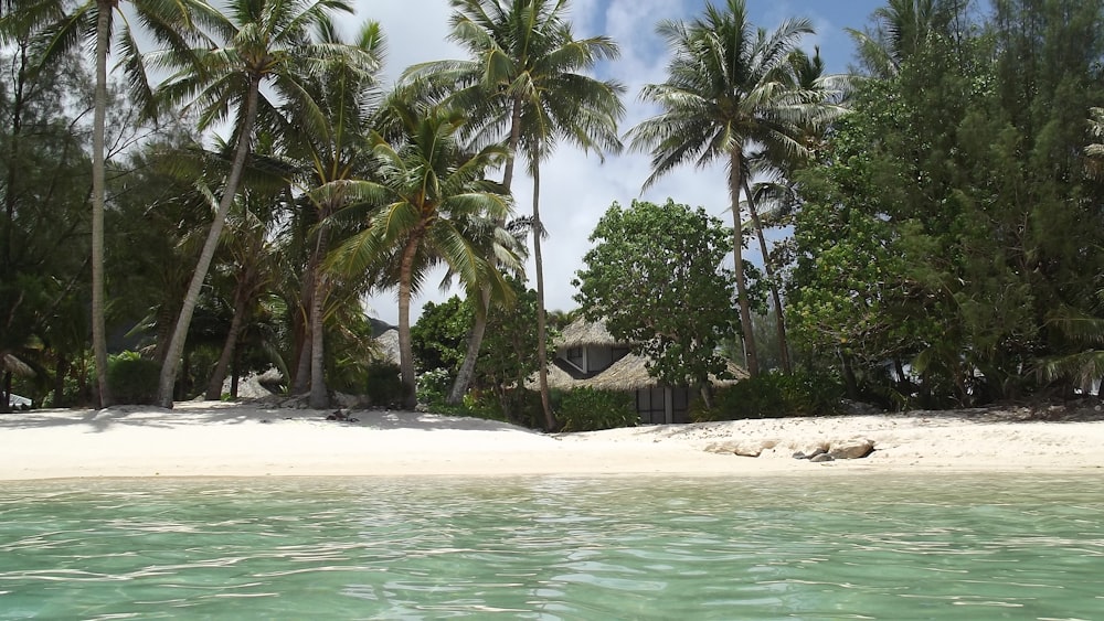 a tropical beach with palm trees and a hut