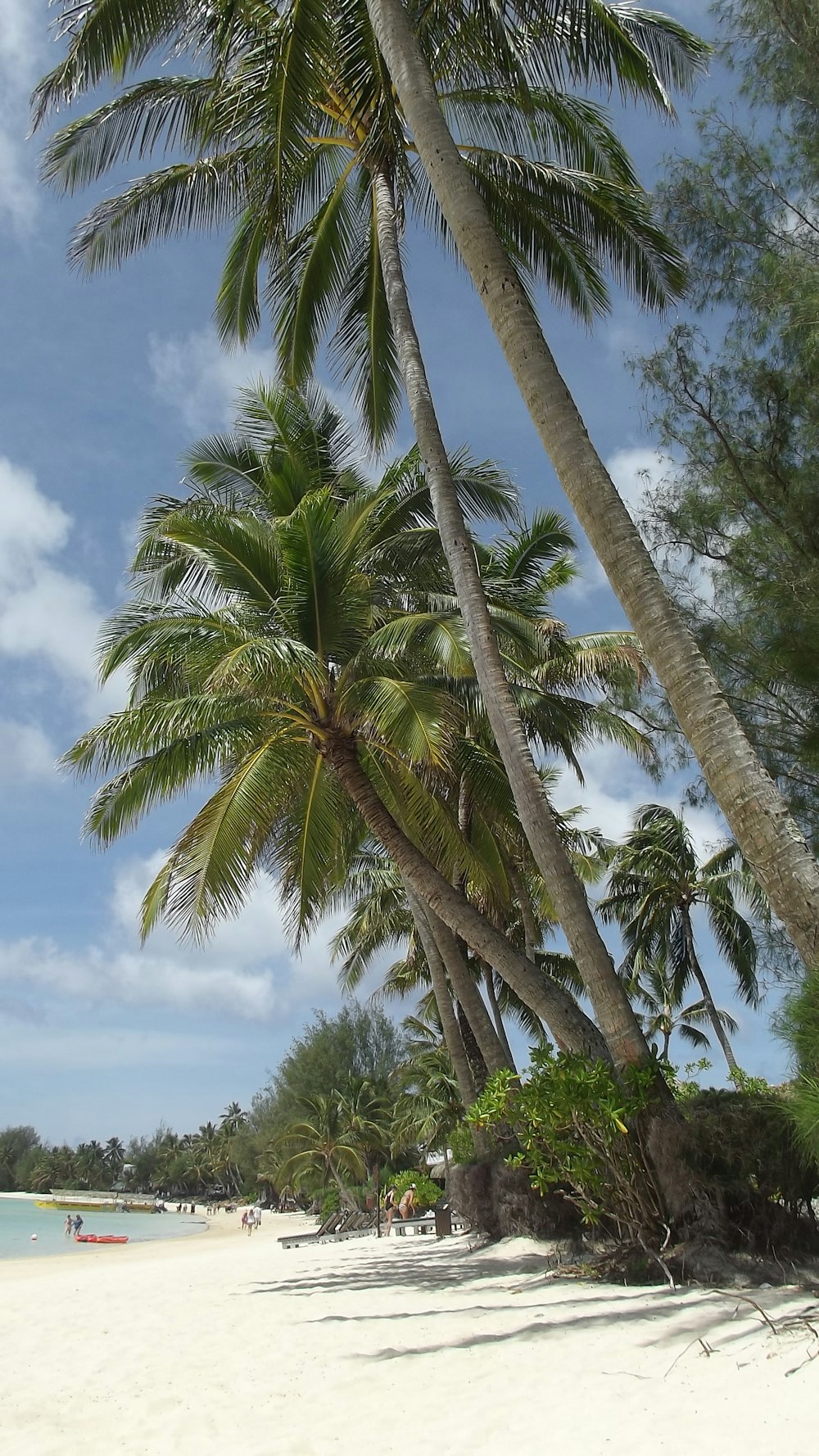 une plage de sable avec des palmiers et des gens dans l’eau