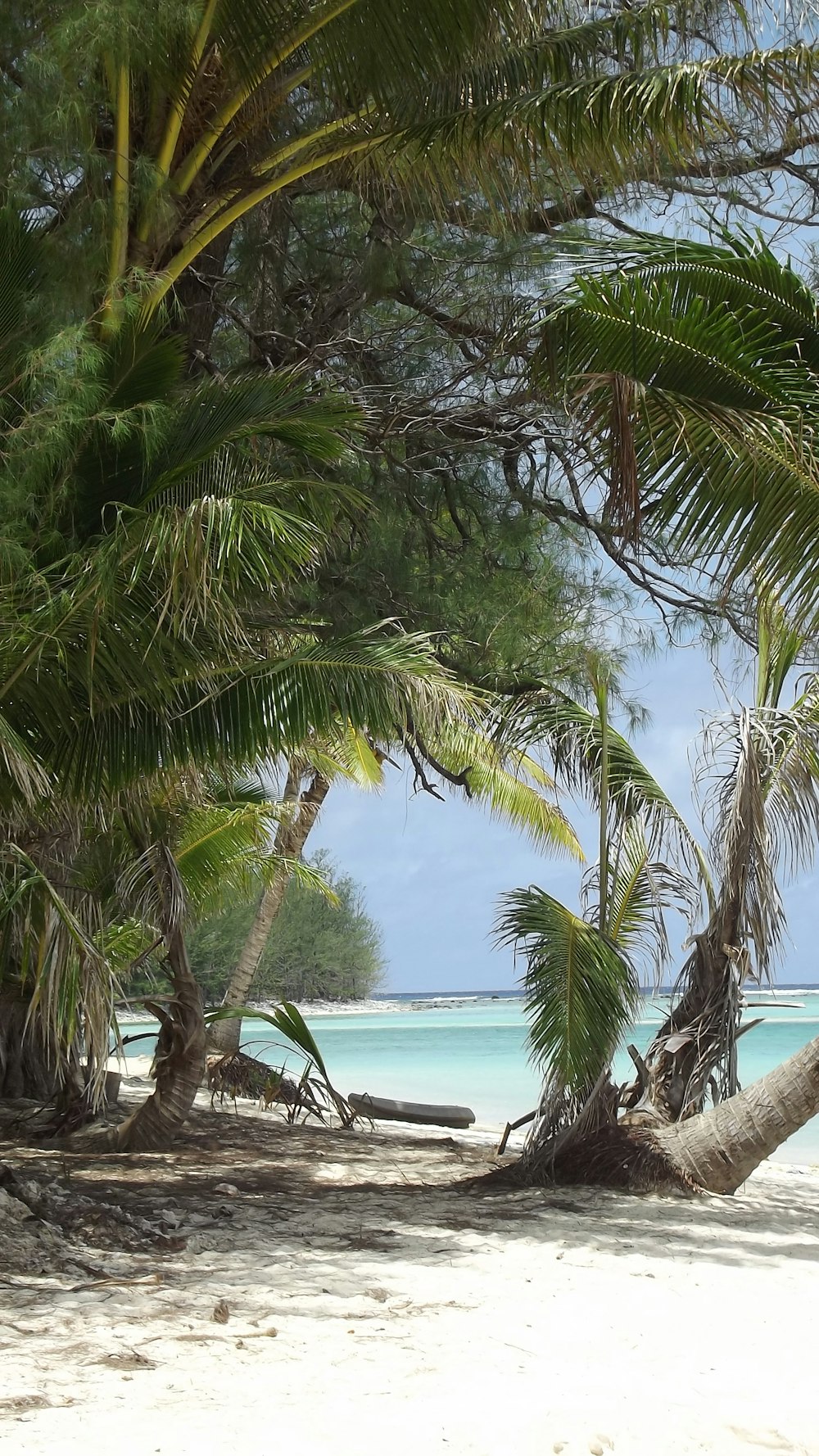 a couple of palm trees sitting on top of a sandy beach