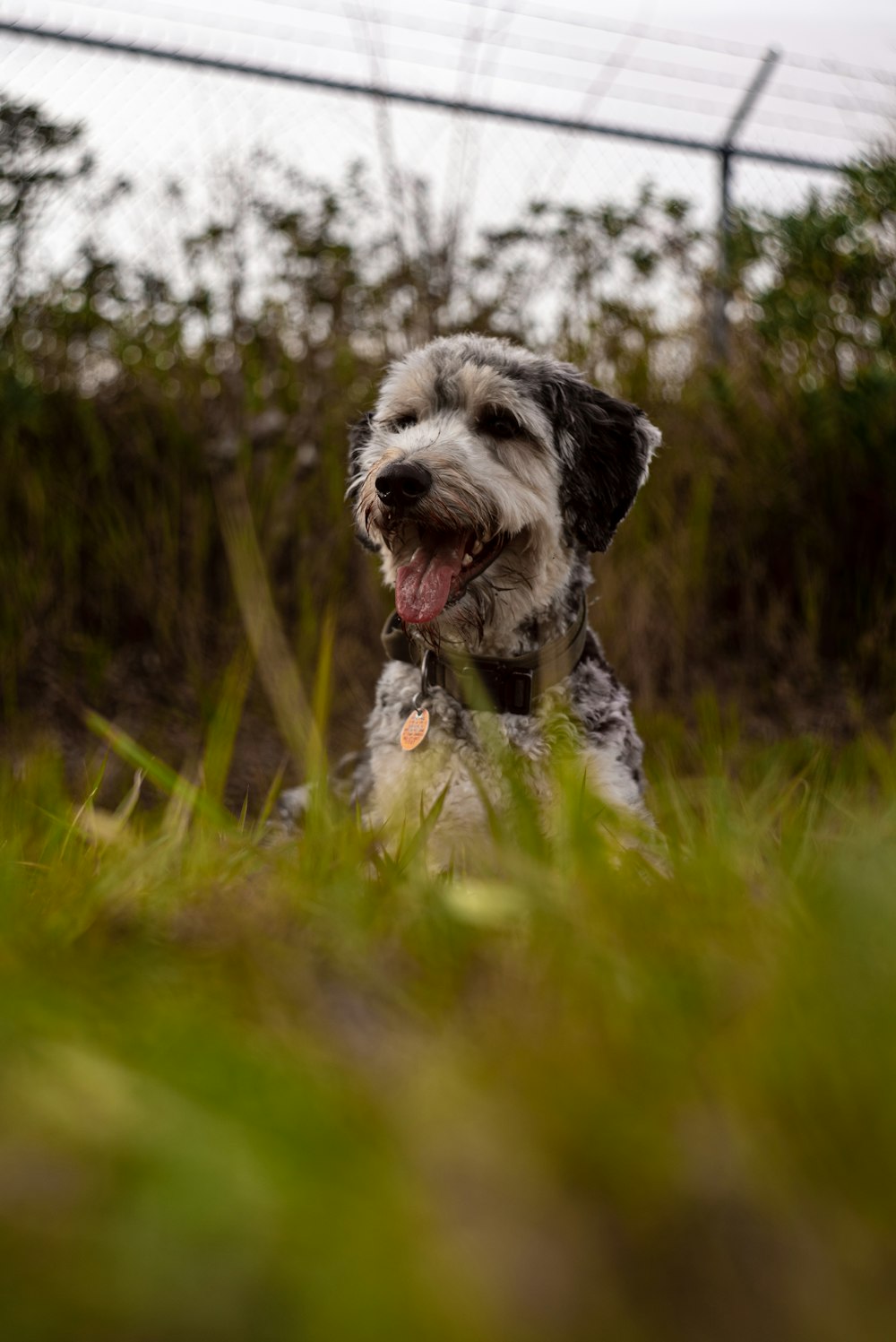 a dog sitting in the grass with its tongue out