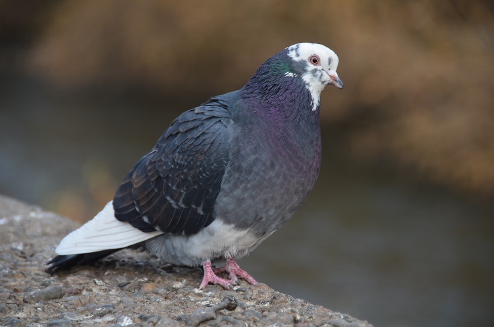 a close up of a pigeon on a rock