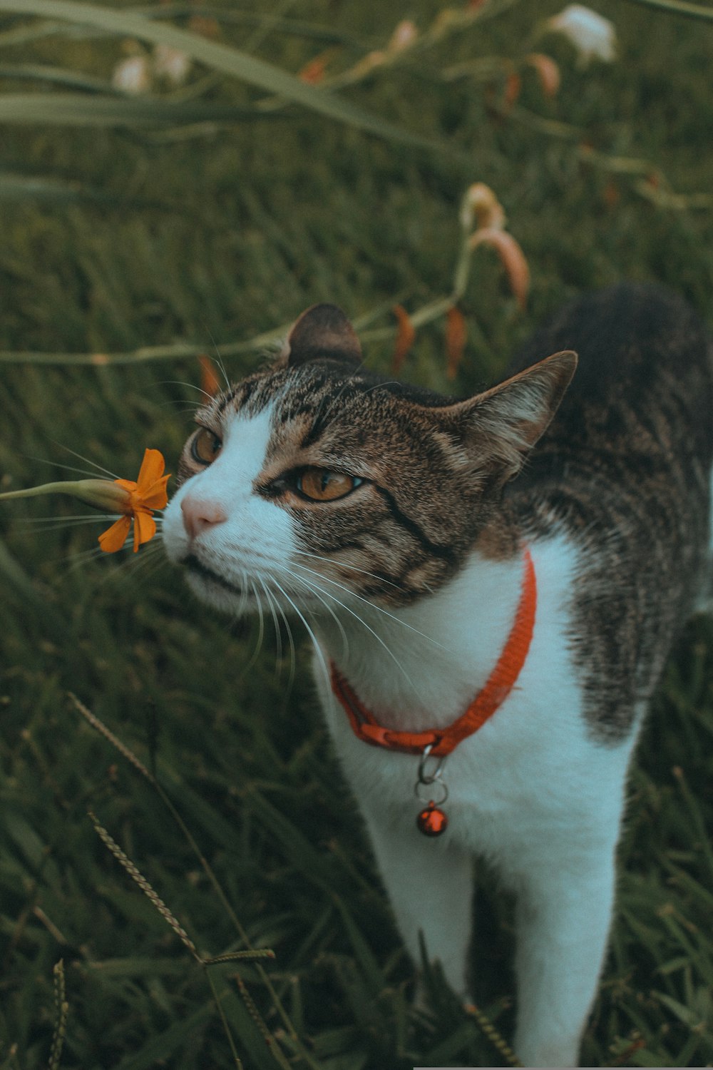 un chat debout dans l’herbe avec une fleur dans la gueule