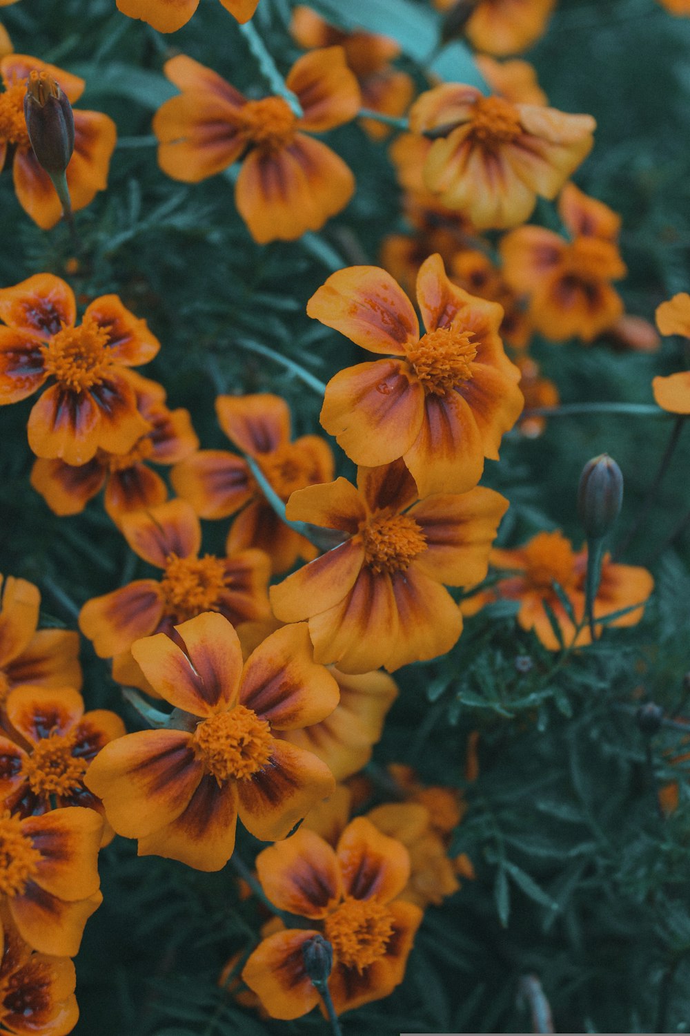 a bunch of orange flowers that are in the grass