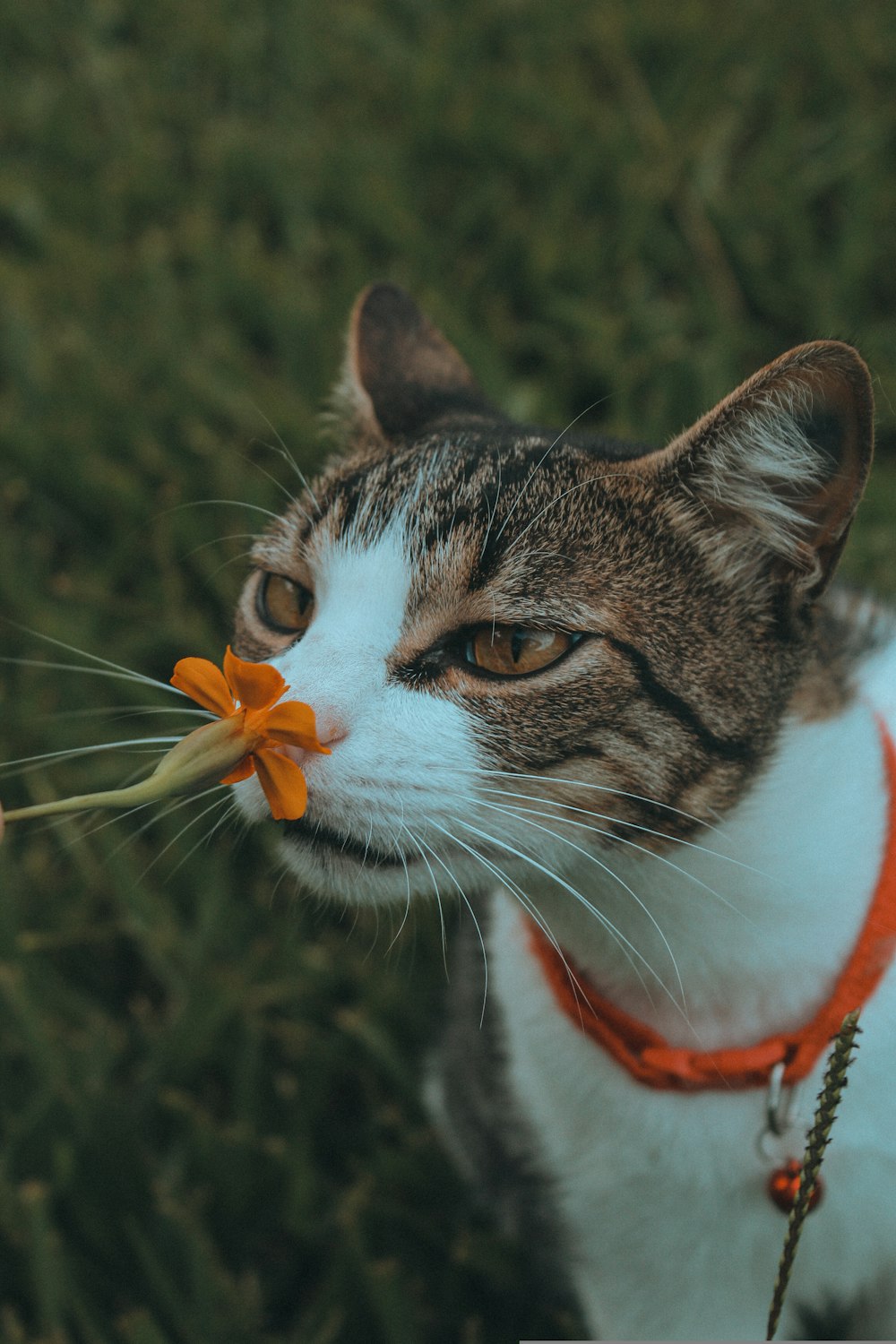 Un gato con una flor en la boca