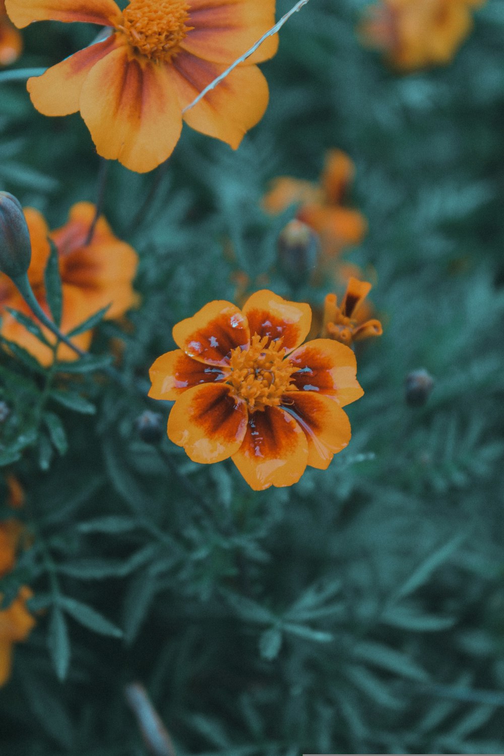 a close up of a bunch of orange flowers