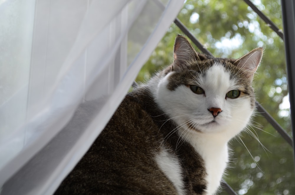 a cat sitting on top of a window sill