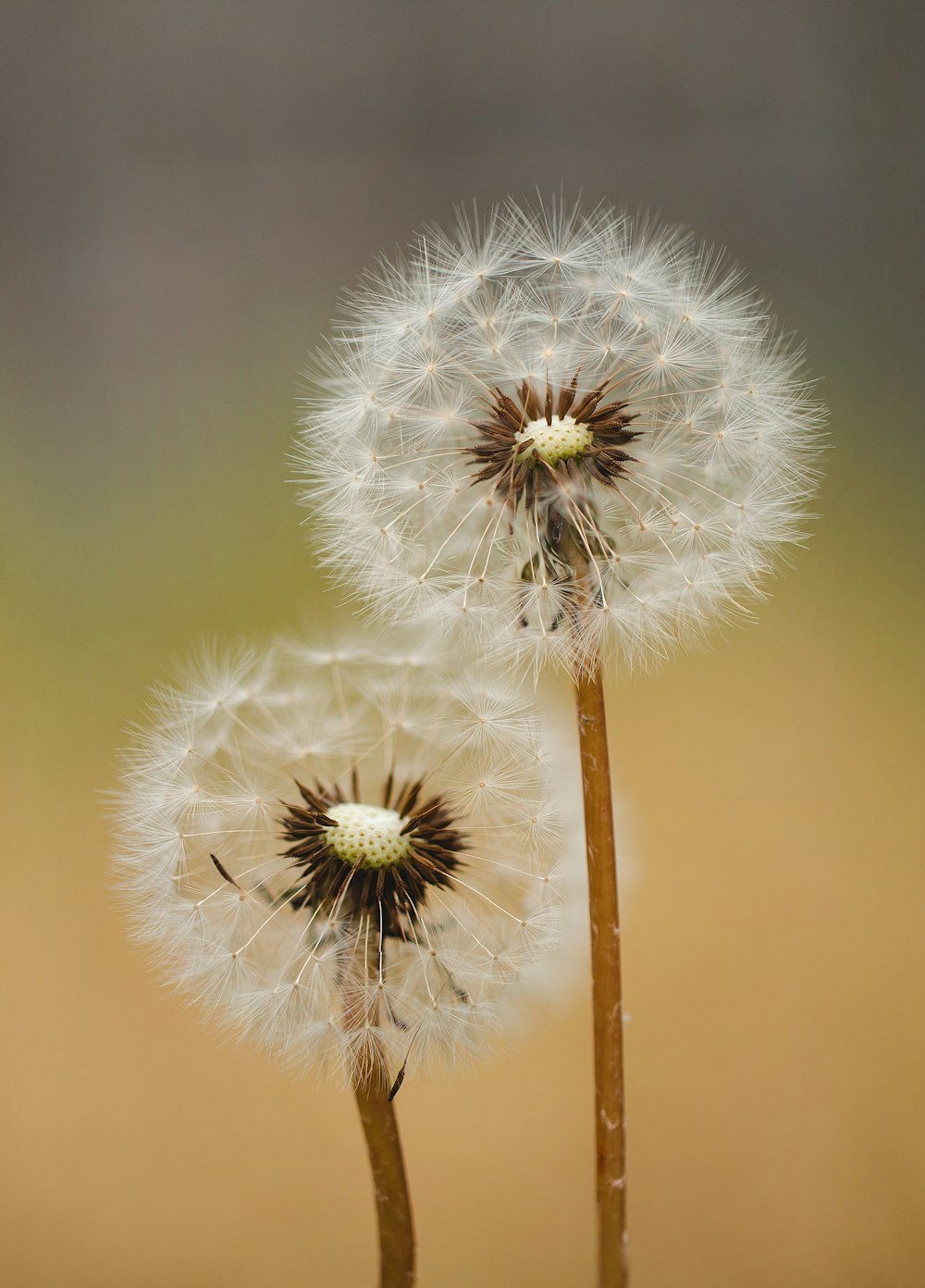 a couple of dandelions sitting on top of a field