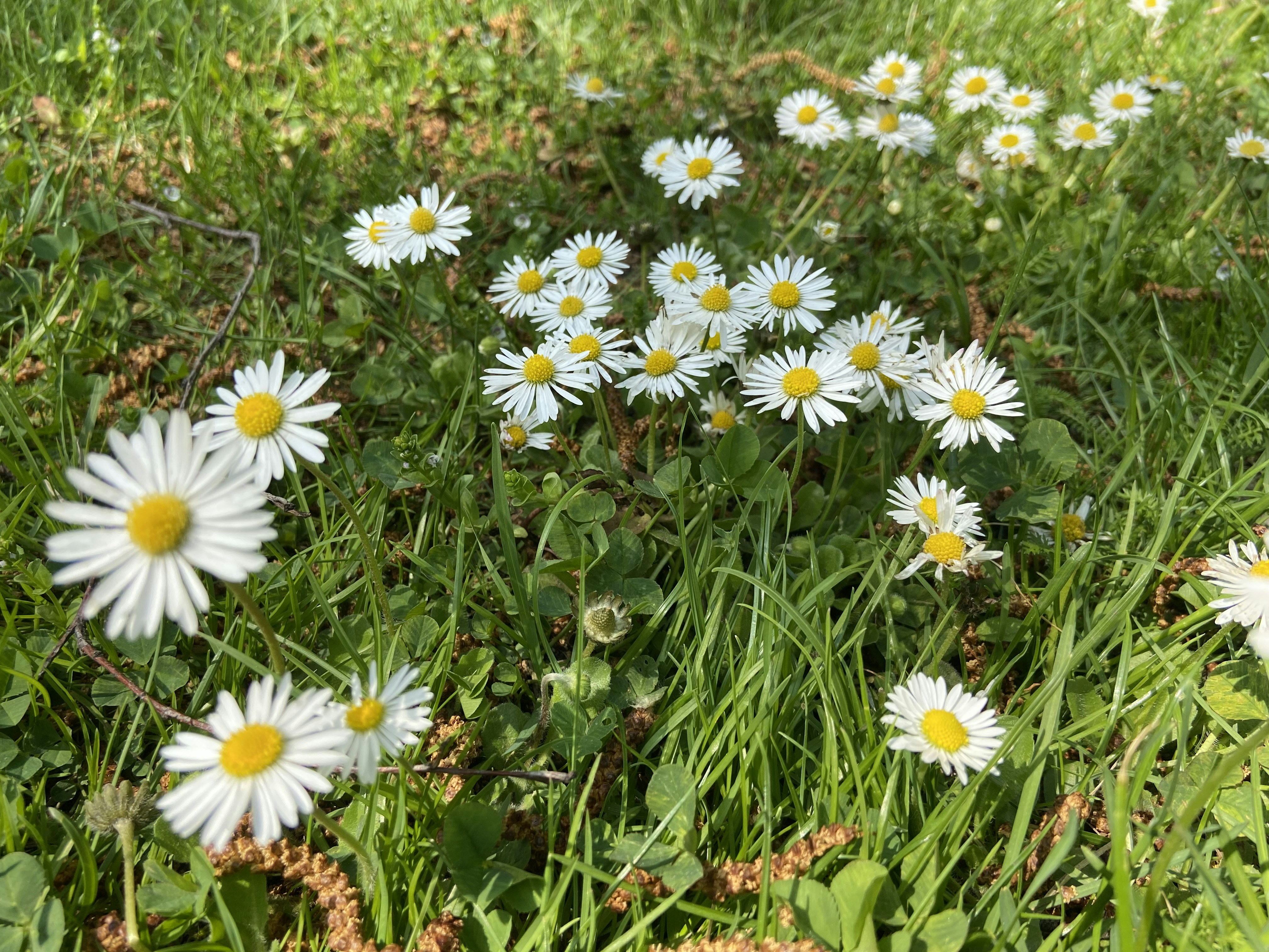 A bunch of daisies in a field of grass photo Free Daisy Image on Unsplash