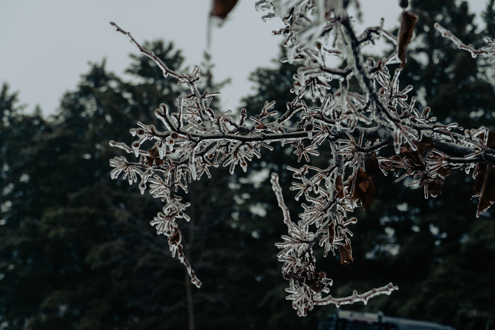 a close up of a tree branch with ice on it
