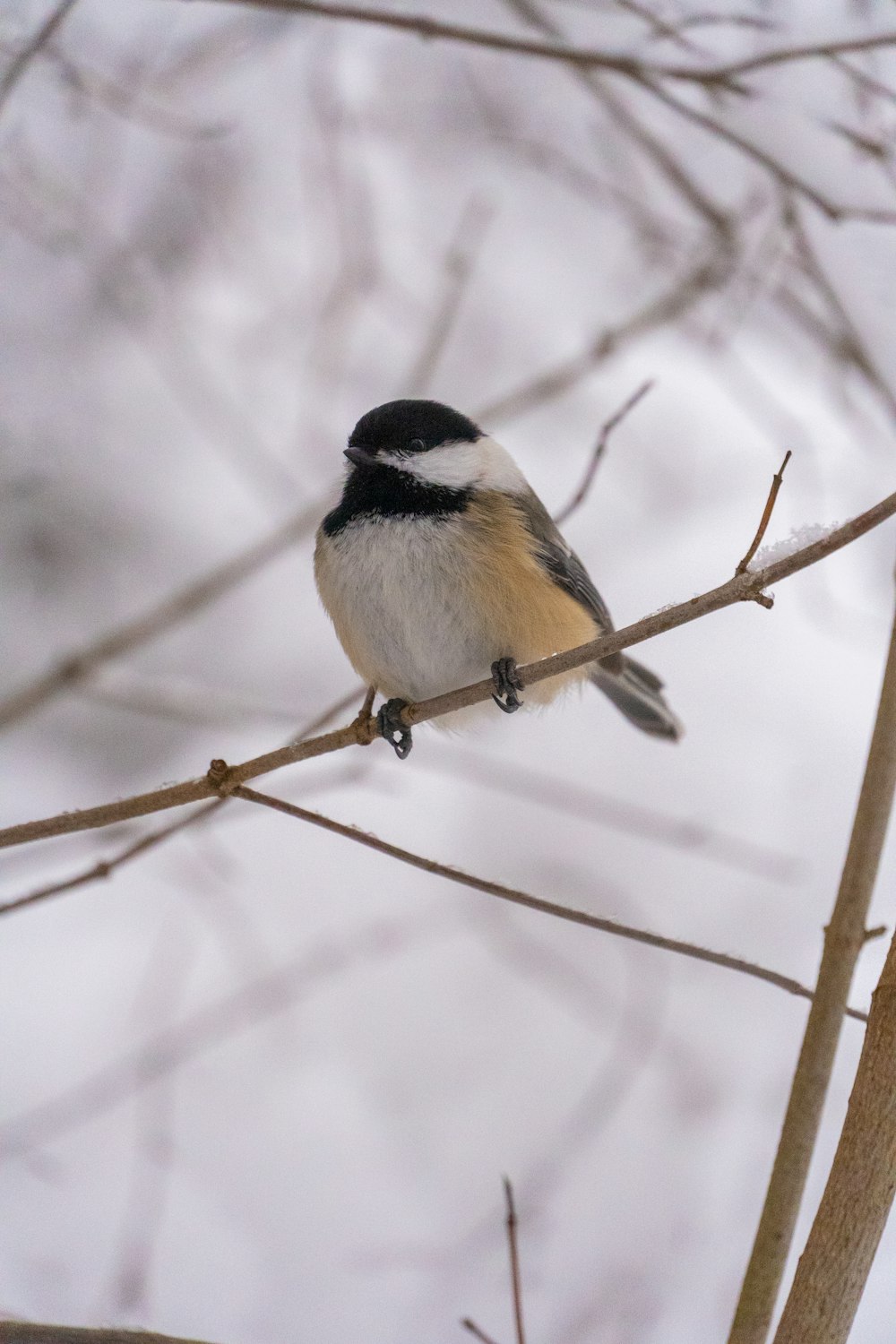 a black and white bird sitting on top of a tree branch