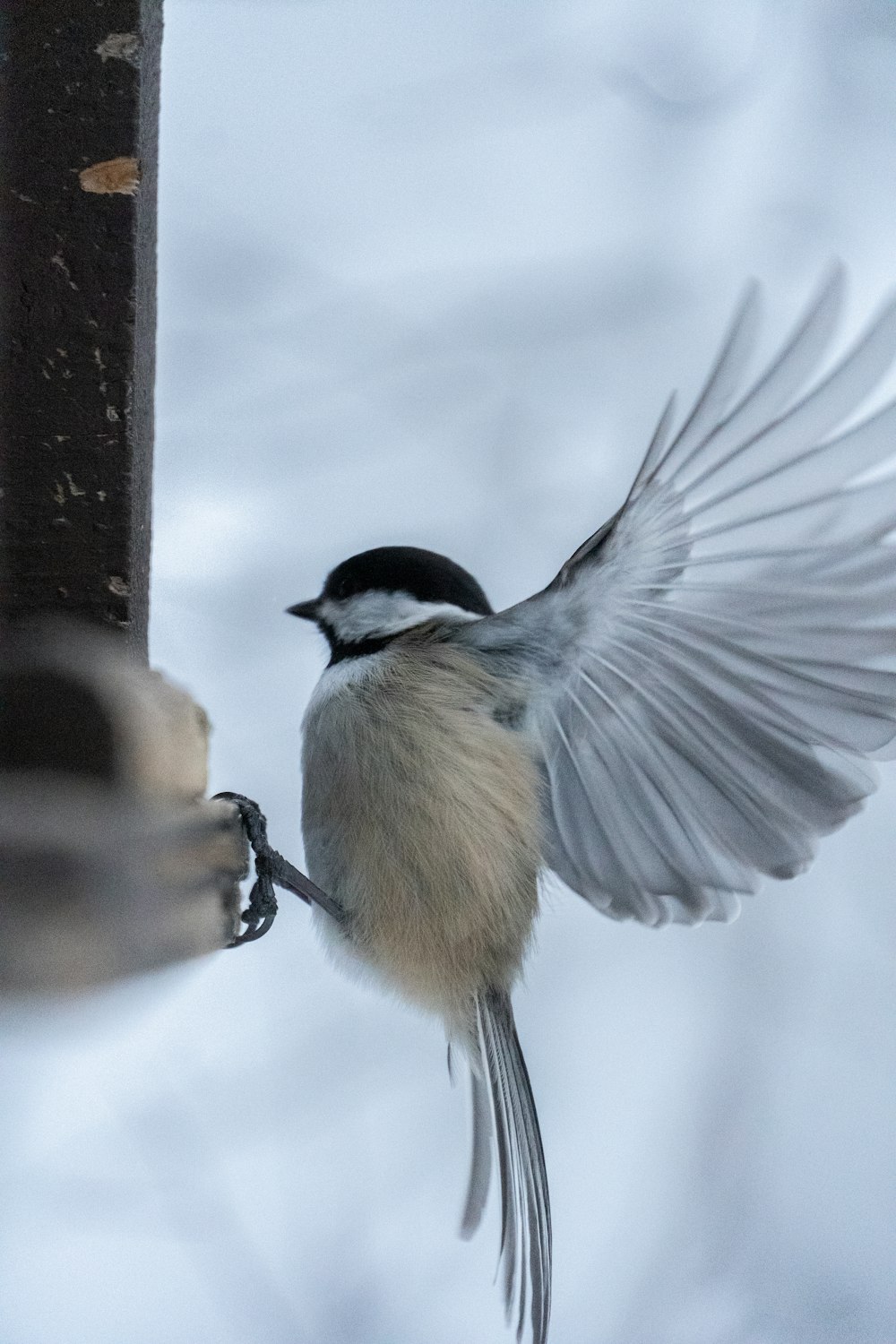 a bird that is sitting on a bird feeder