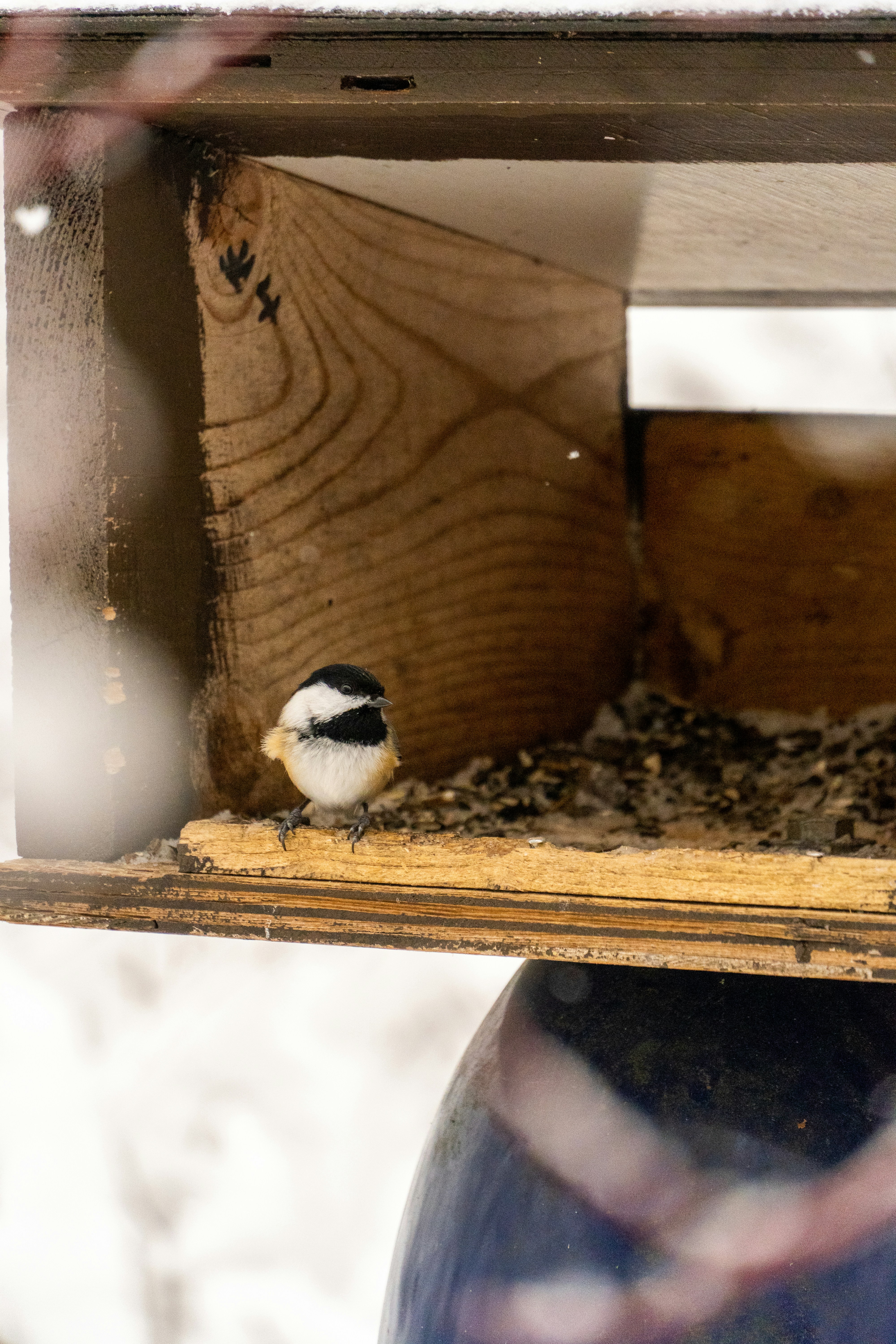 un petit oiseau assis au-dessus d’une mangeoire à oiseaux