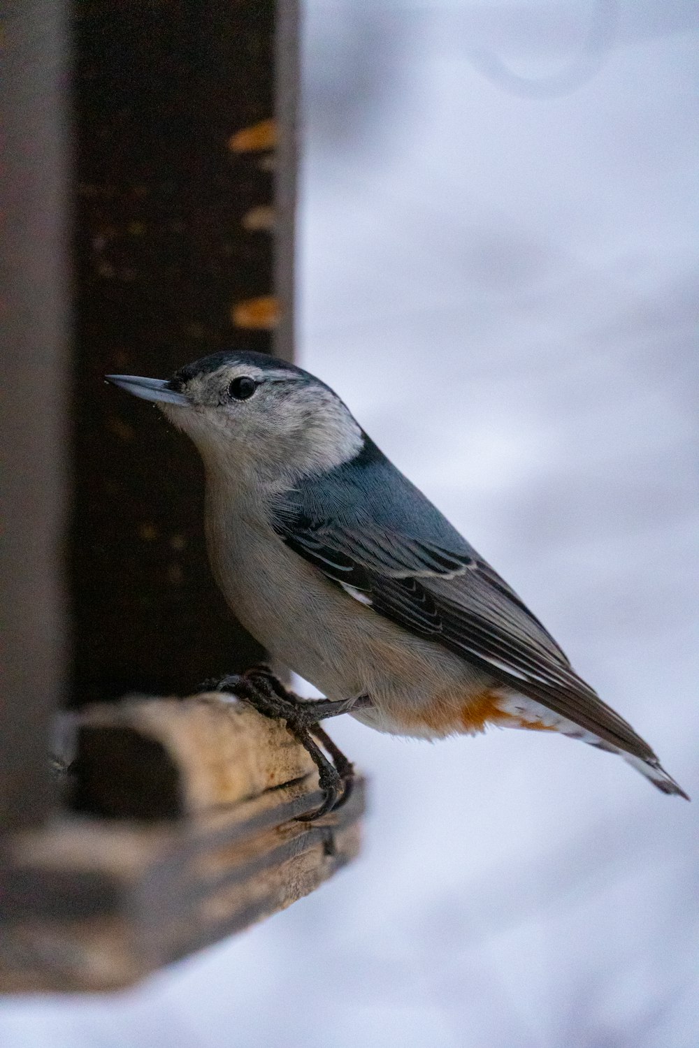 a small bird perched on top of a bird feeder