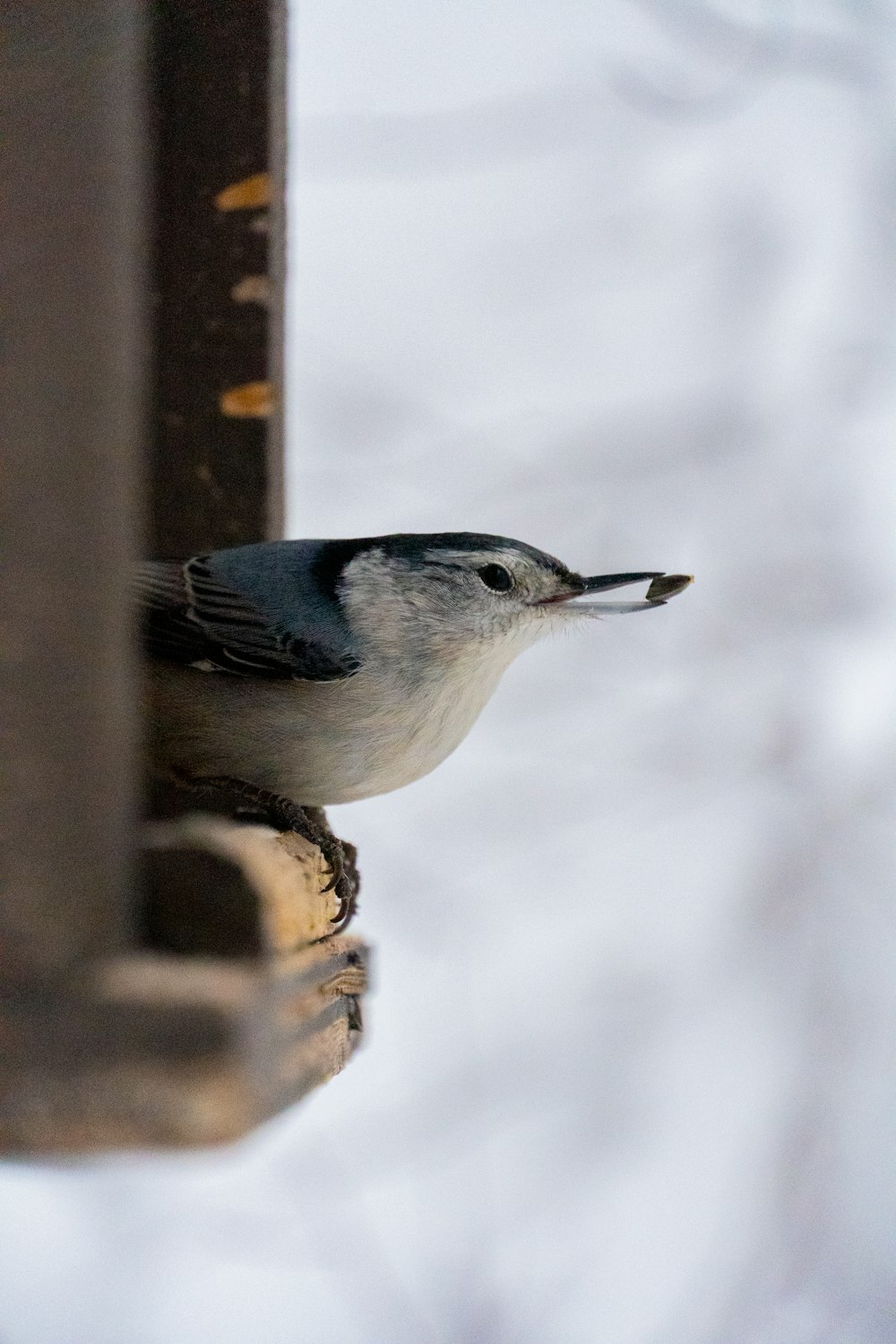 a small bird perched on top of a wooden post