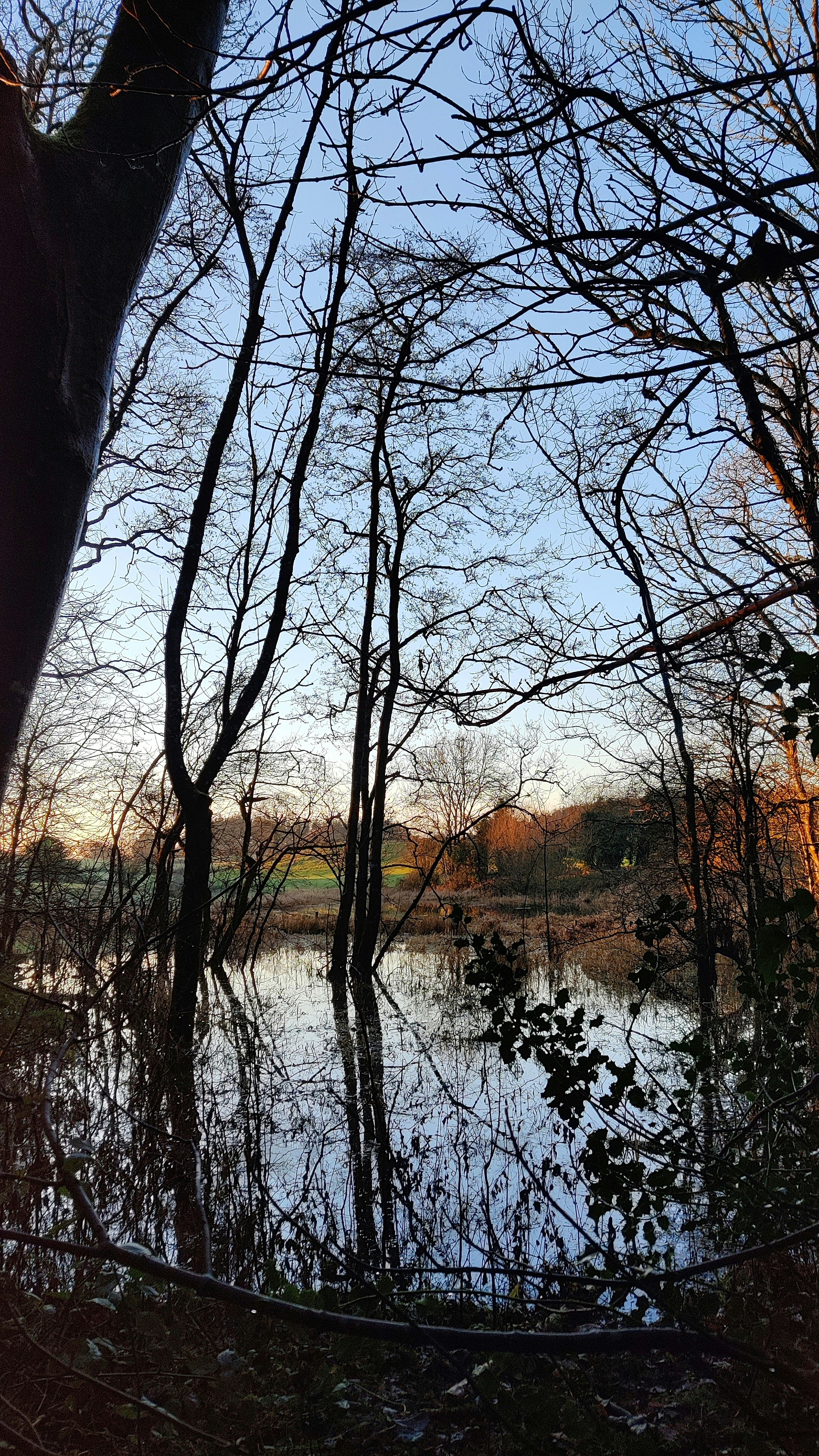 a body of water surrounded by lots of trees
