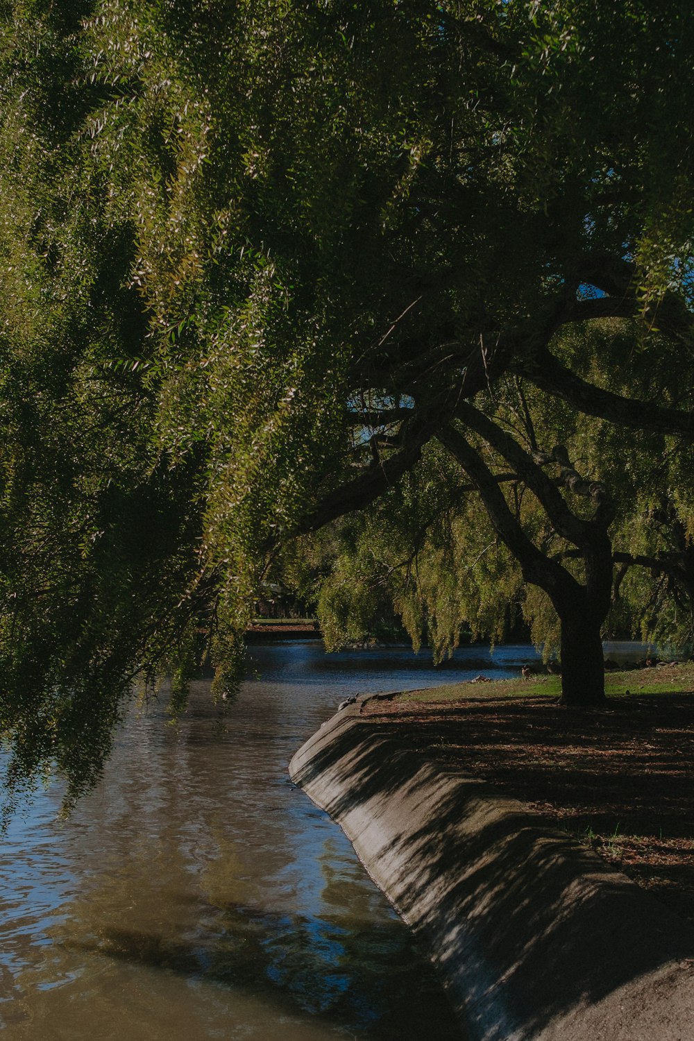 un río con un gran árbol al lado