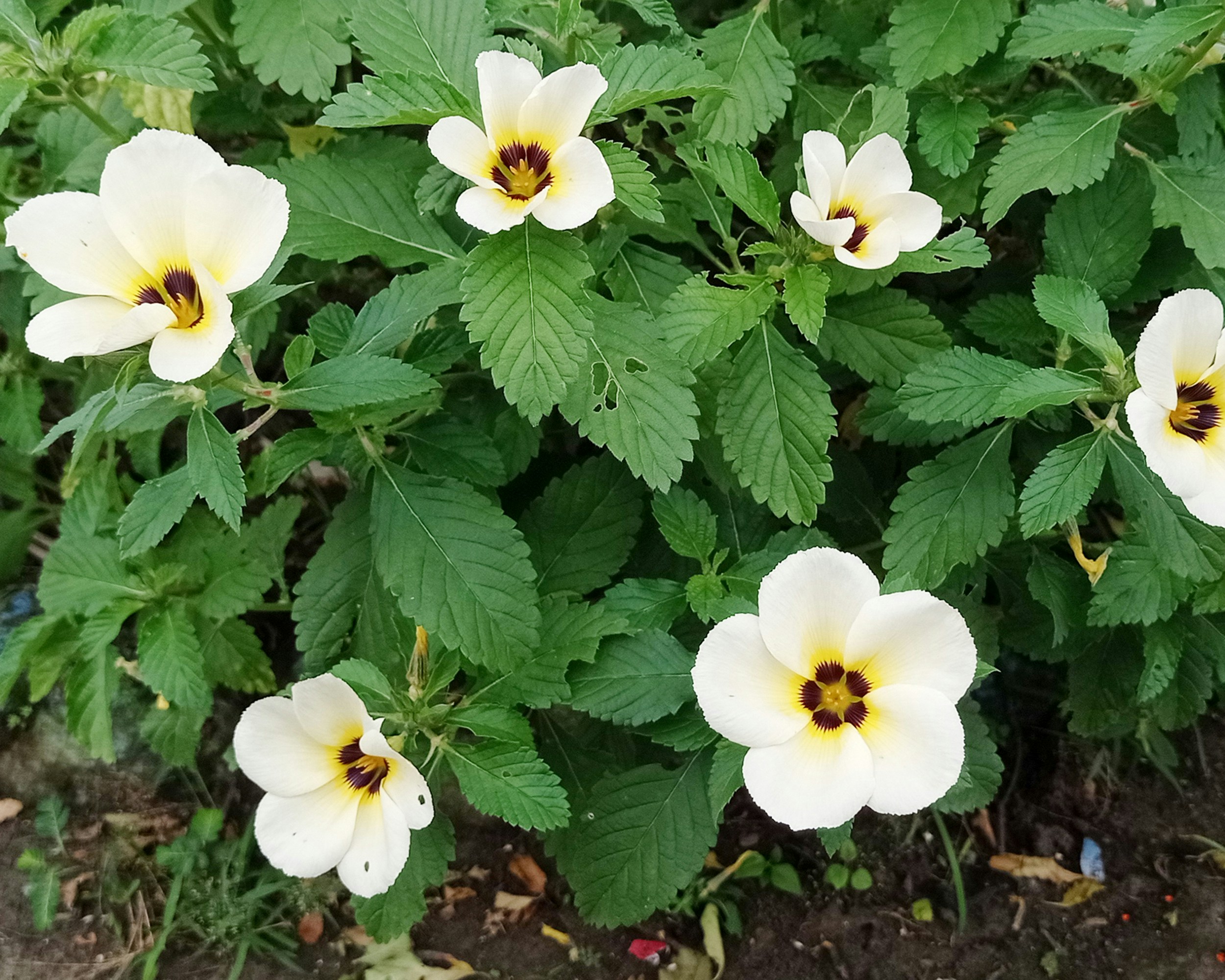 Photo by arkan_maker