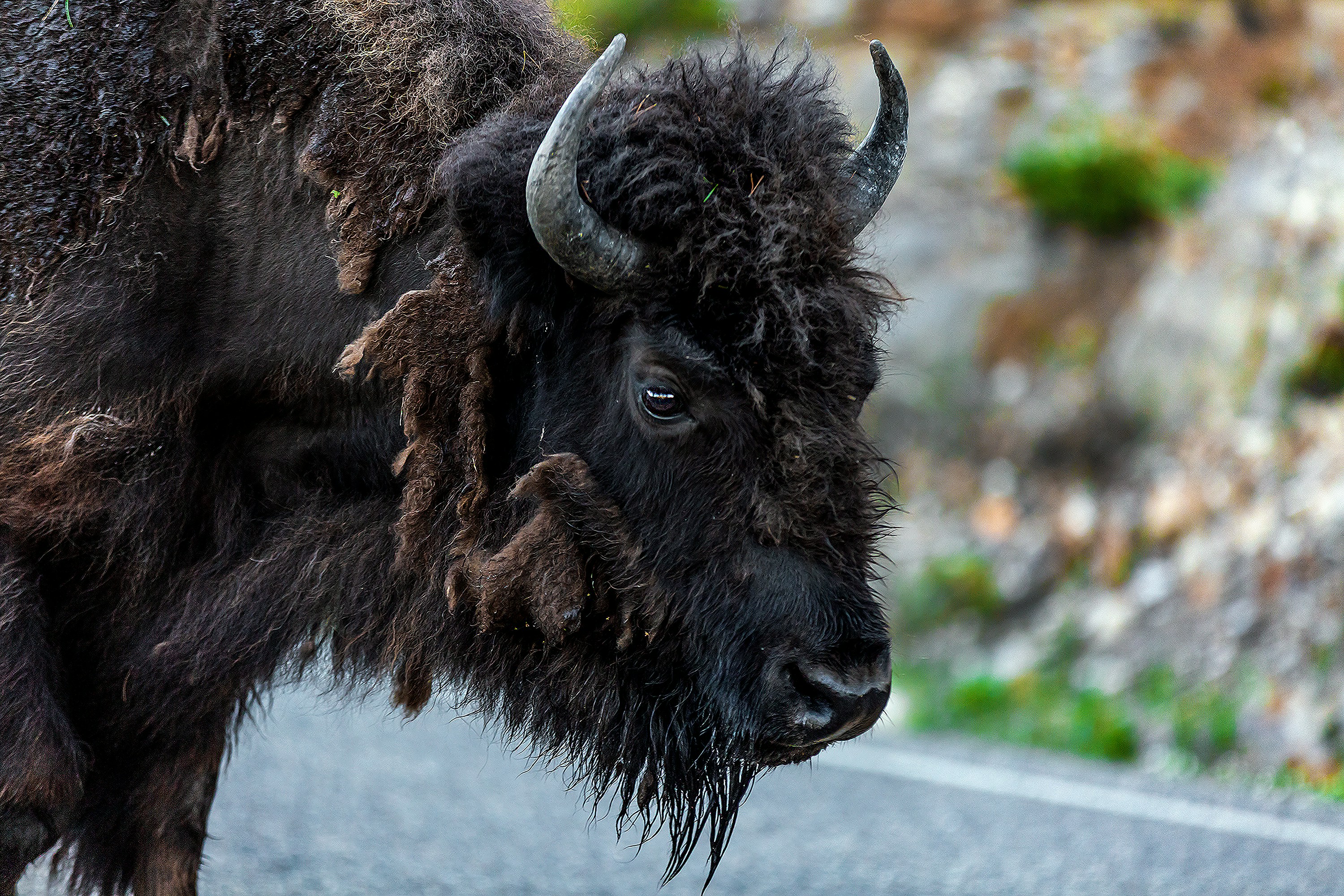 American Bison