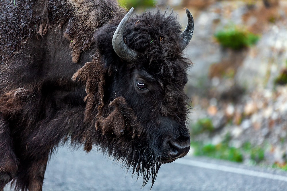 a bison standing on the side of a road