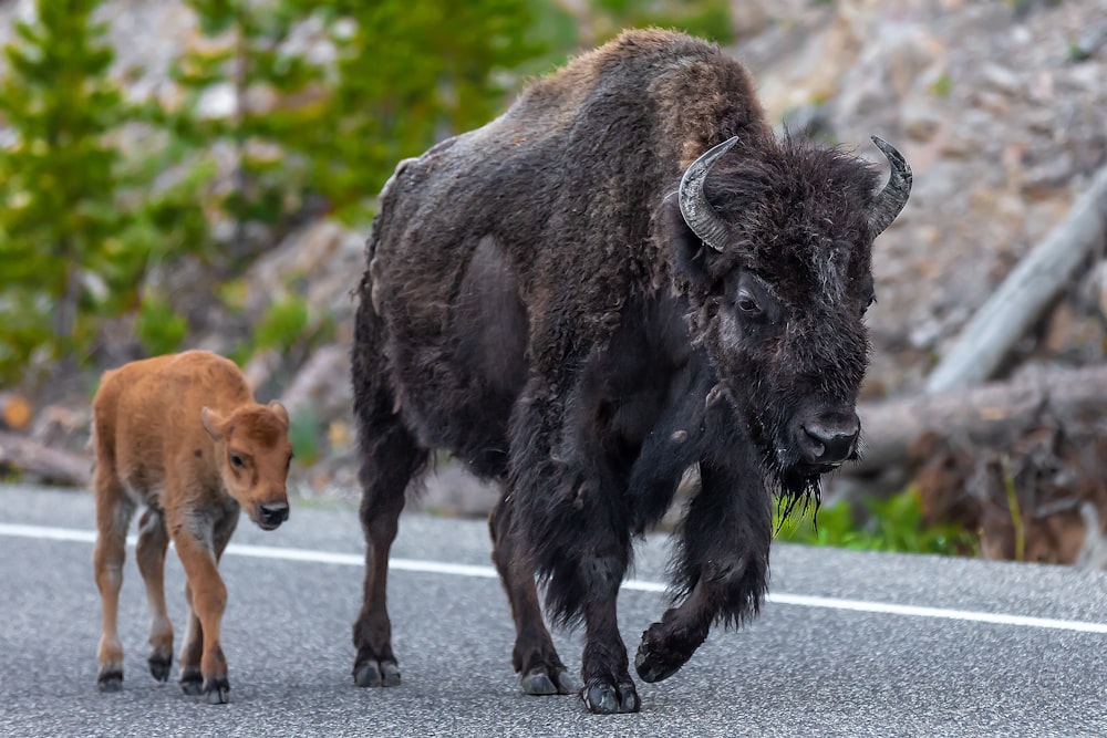 an adult bison and a baby bison walking down a road
