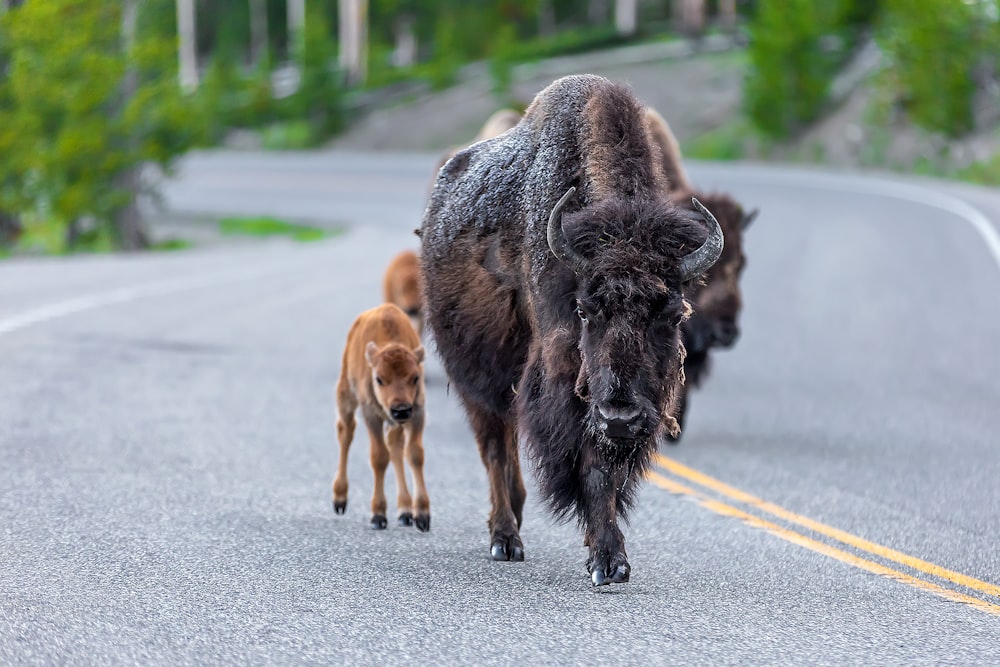 a bison and calf walking down a road