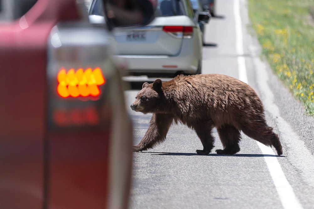 a brown bear walking across a street next to cars