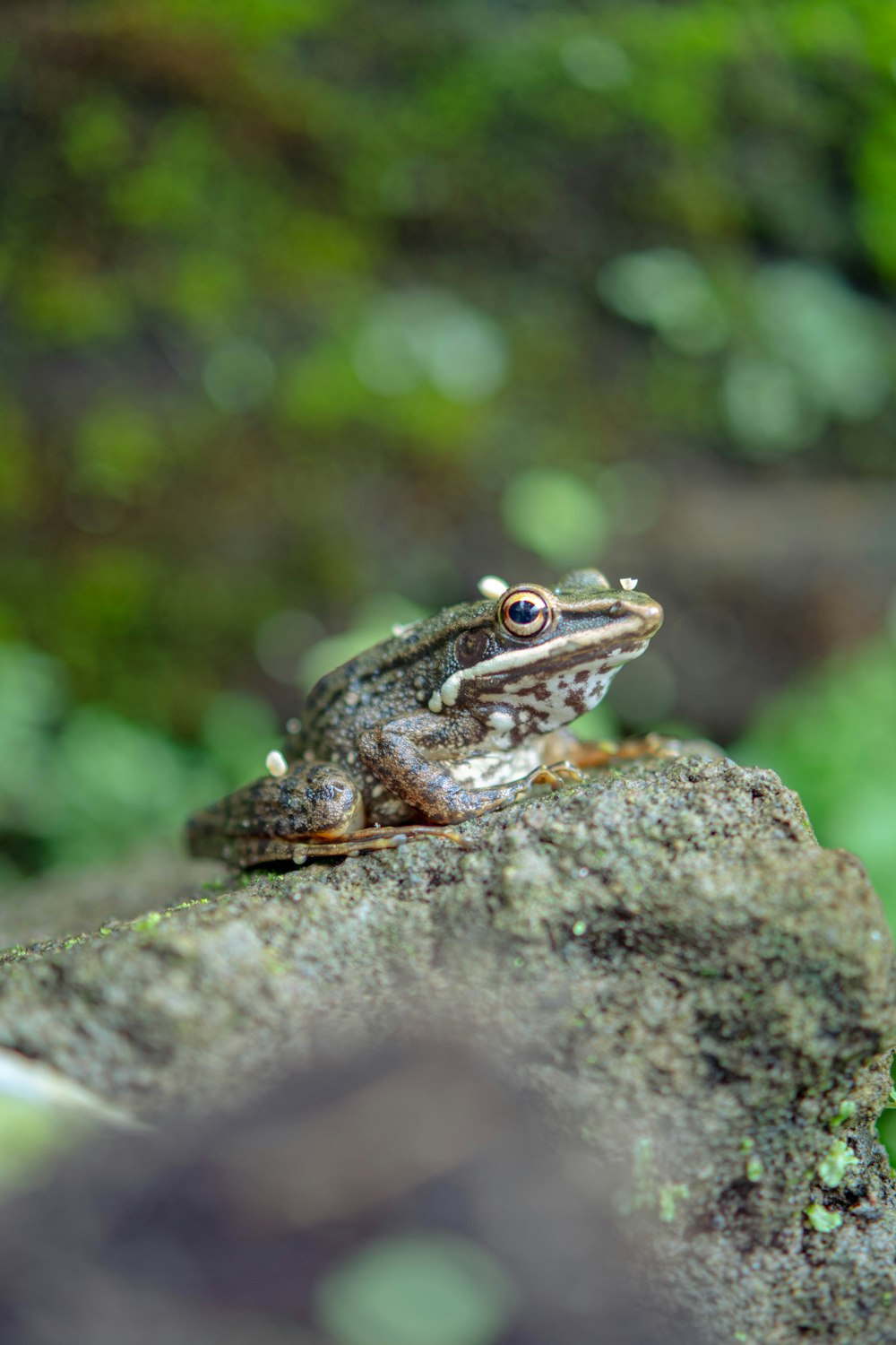 a frog sitting on top of a rock