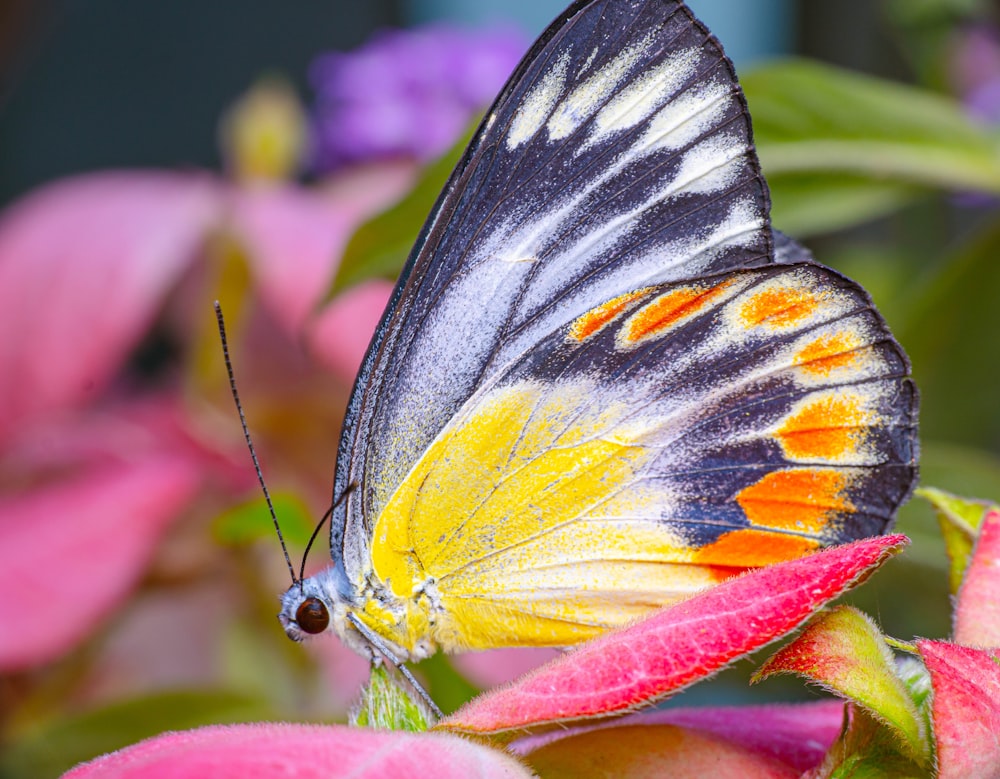 a close up of a butterfly on a flower