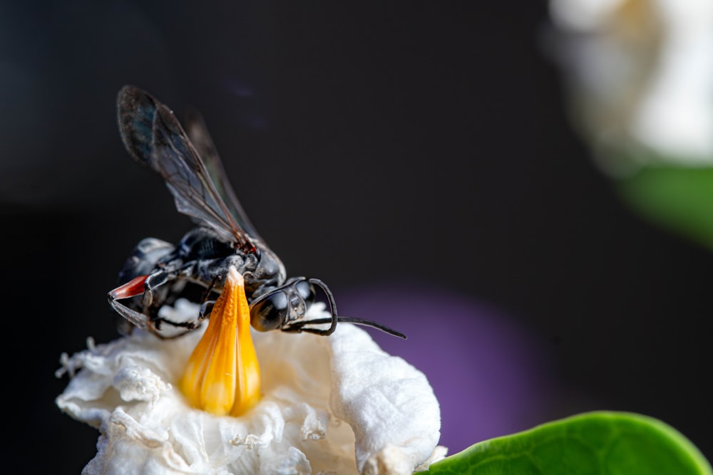 a close up of two bees on a flower