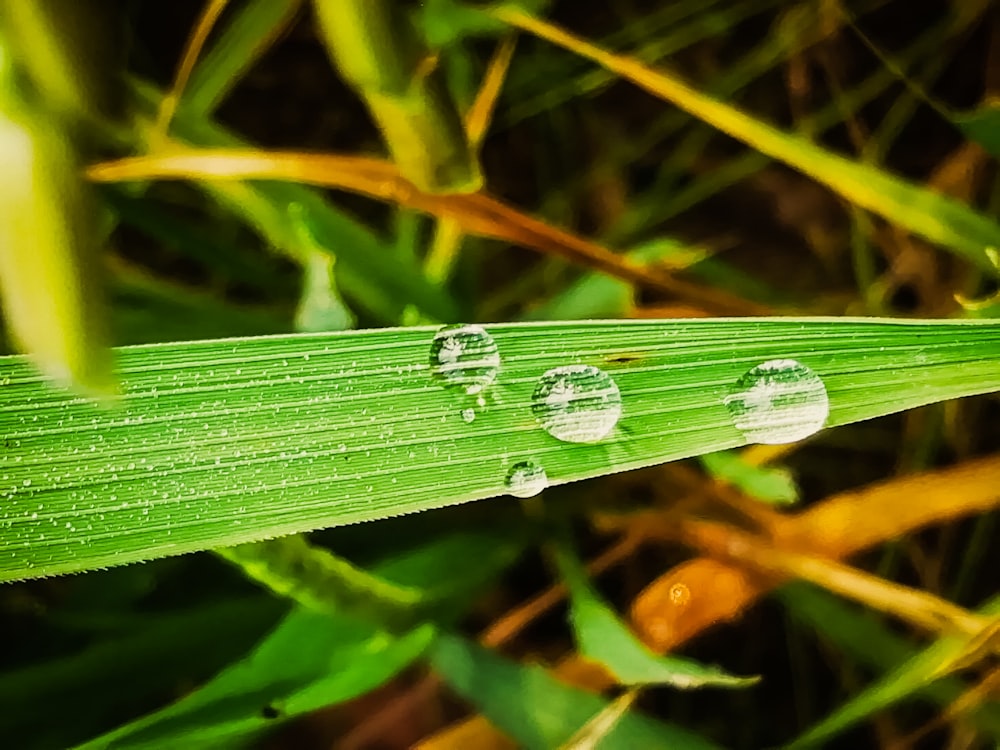 a close up of a green leaf with drops of water on it