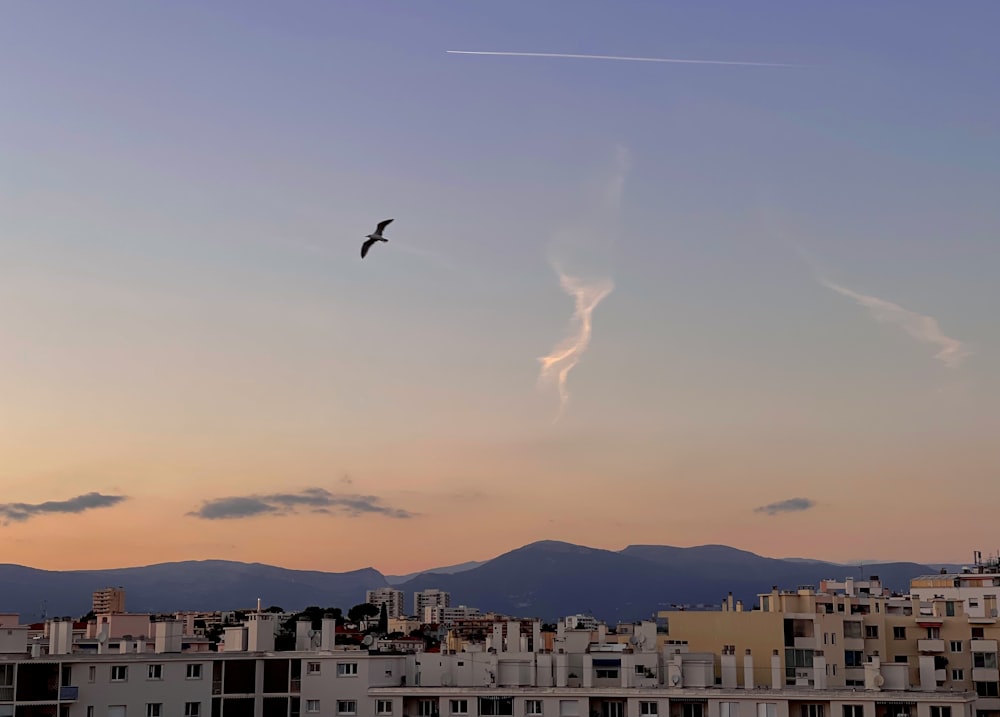 a bird flying over a city at sunset