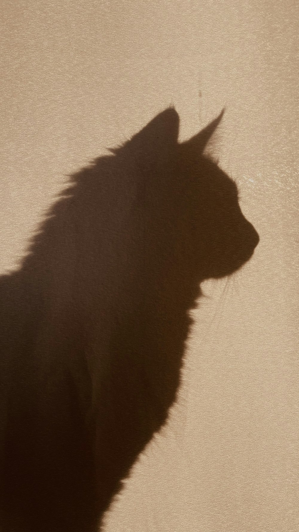 a shadow of a cat on a wall