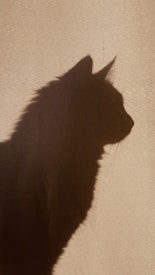A silhouette of a long-haired cat is prominently visible against a light background, creating a strong contrast that emphasizes the cat's profile and fur texture.