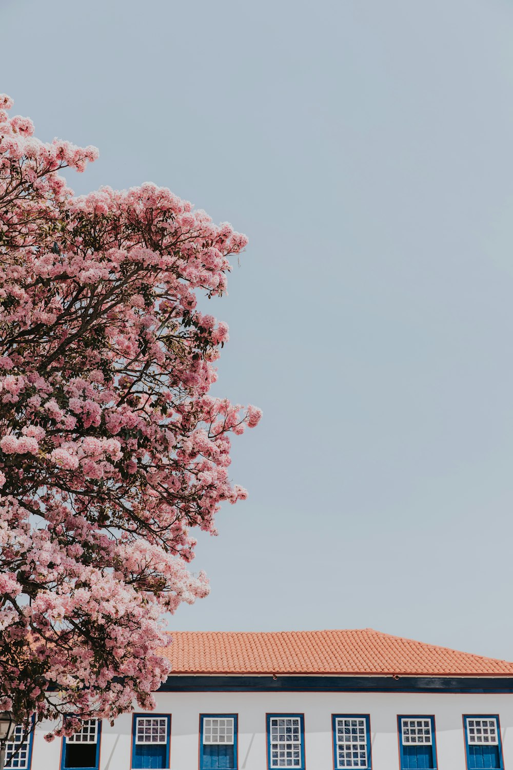 uma árvore com flores cor-de-rosa na frente de um edifício